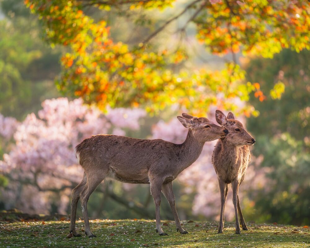 Nara park