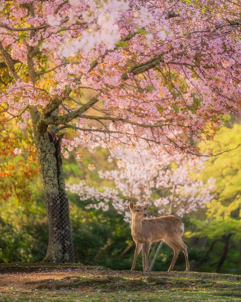 Nara park