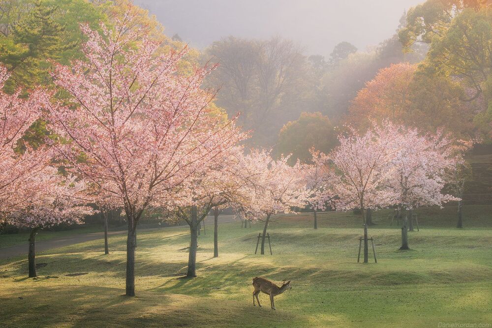 Nara park