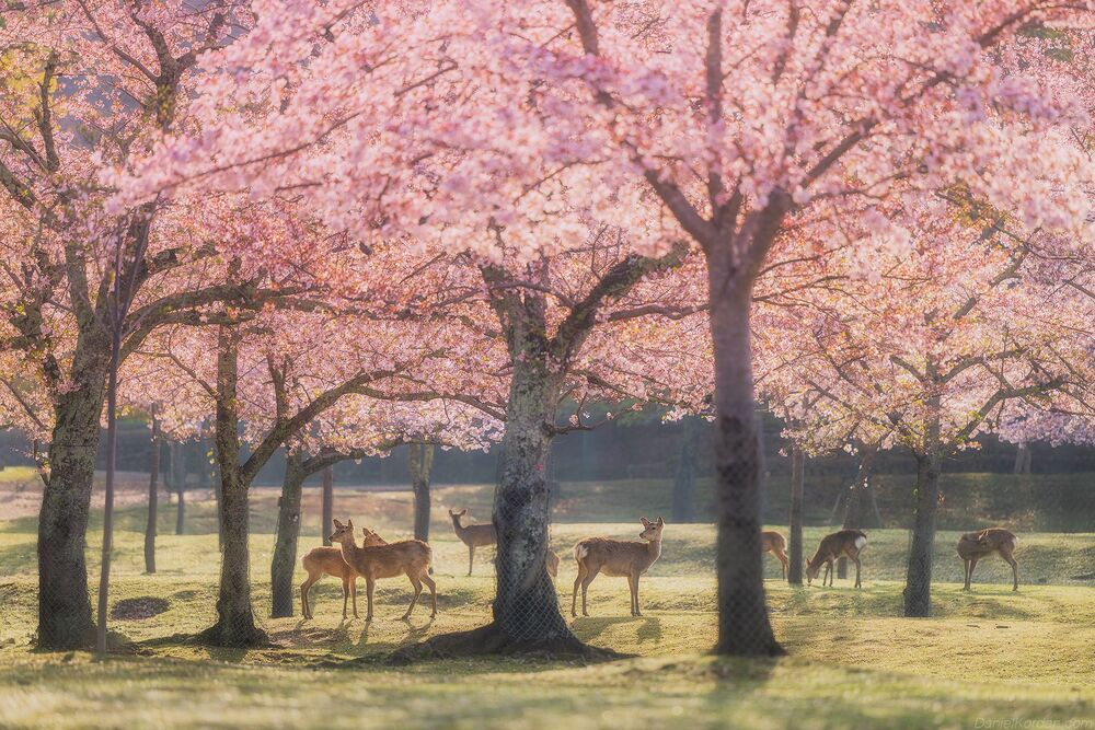 Nara park