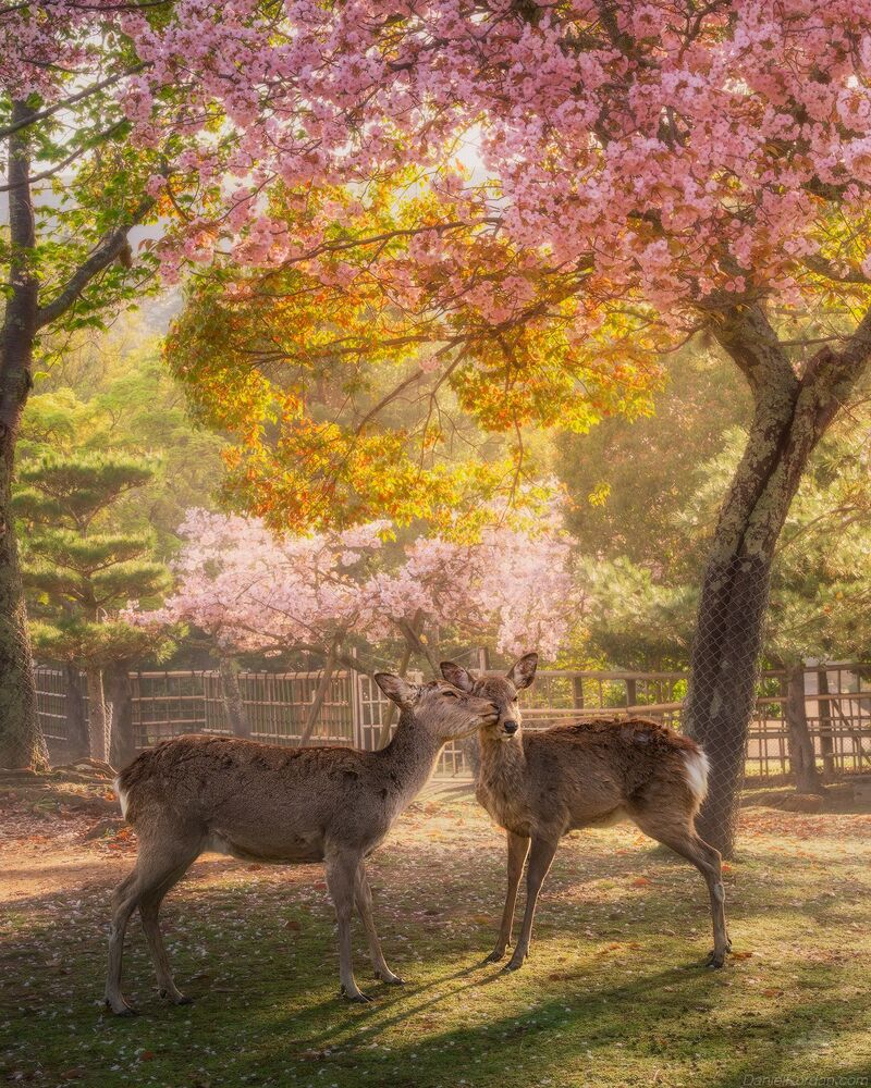Nara park
