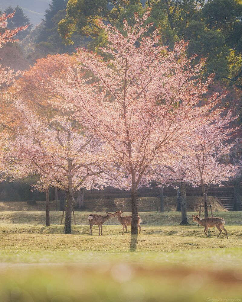 Nara park