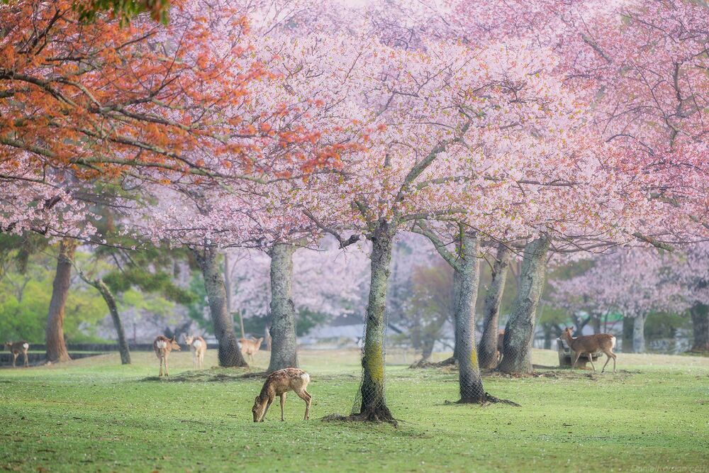 Nara park