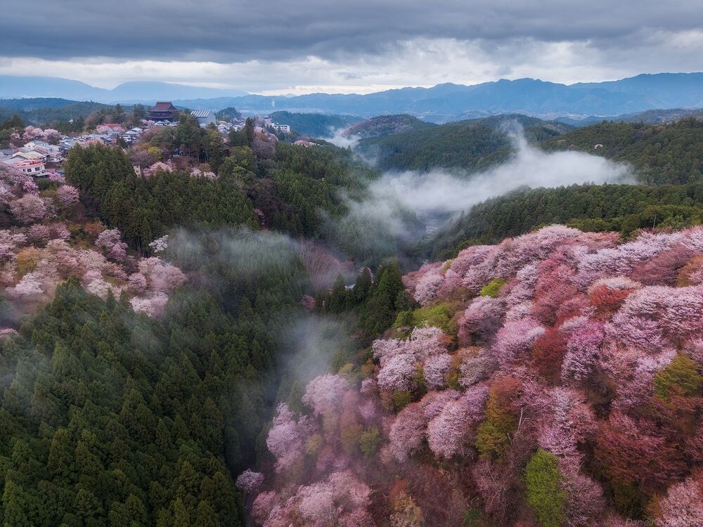 Yoshino