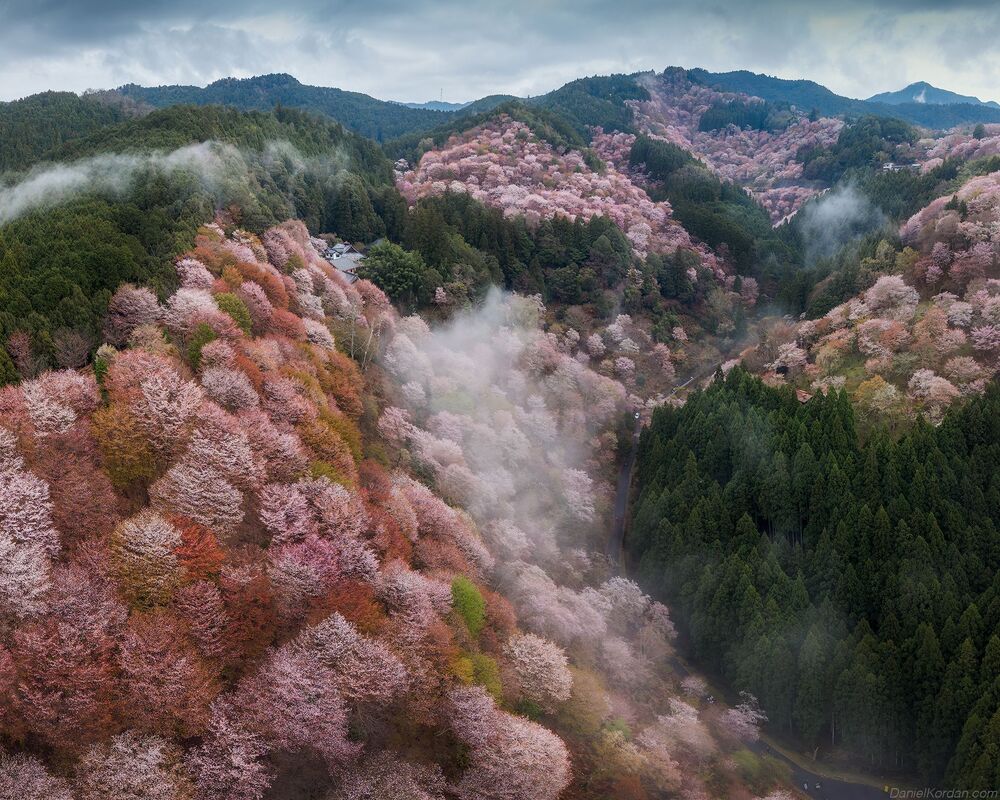 Yoshino