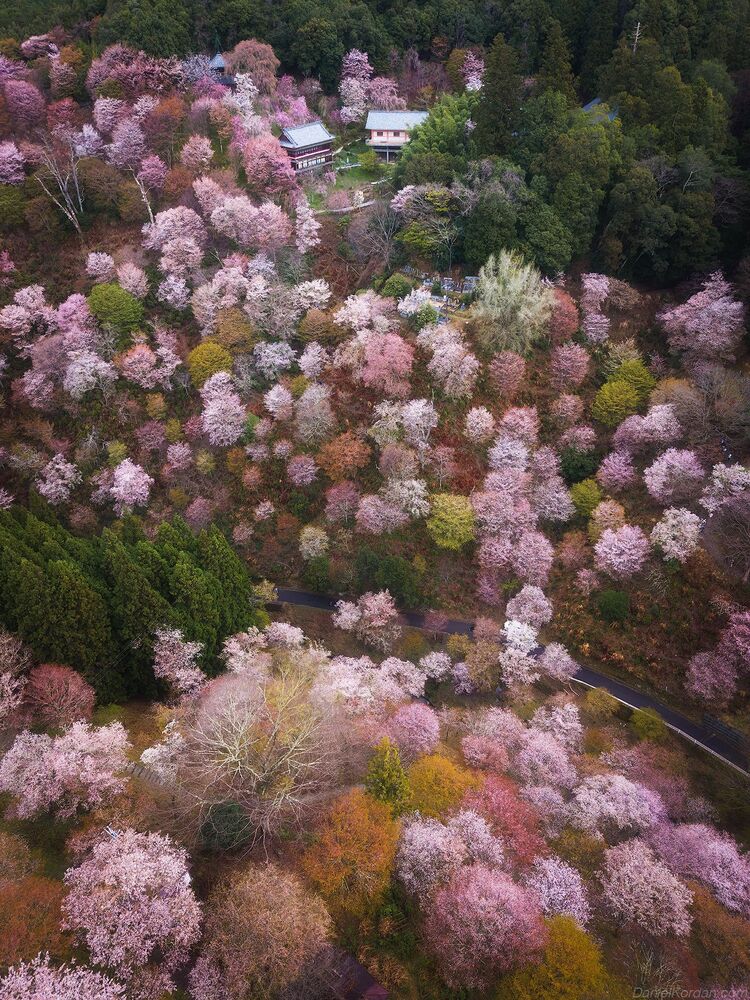 Yoshino
