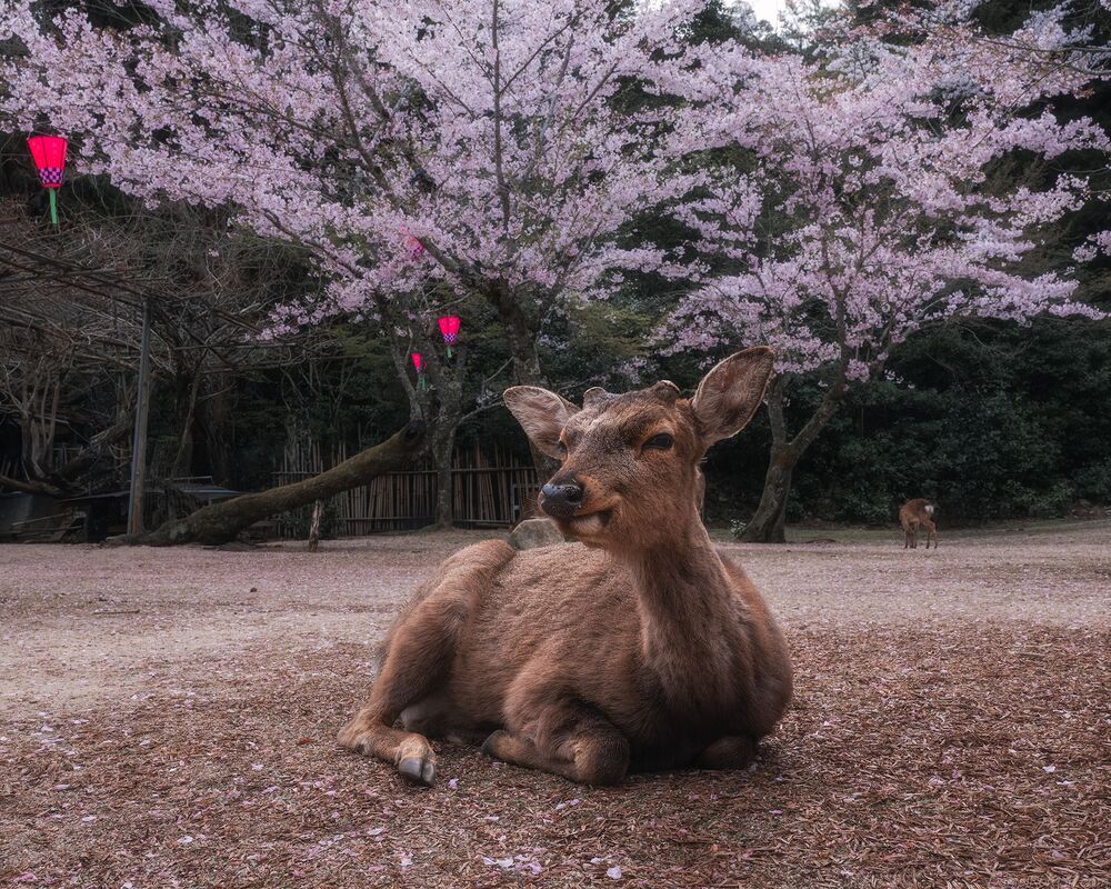 Miyajima