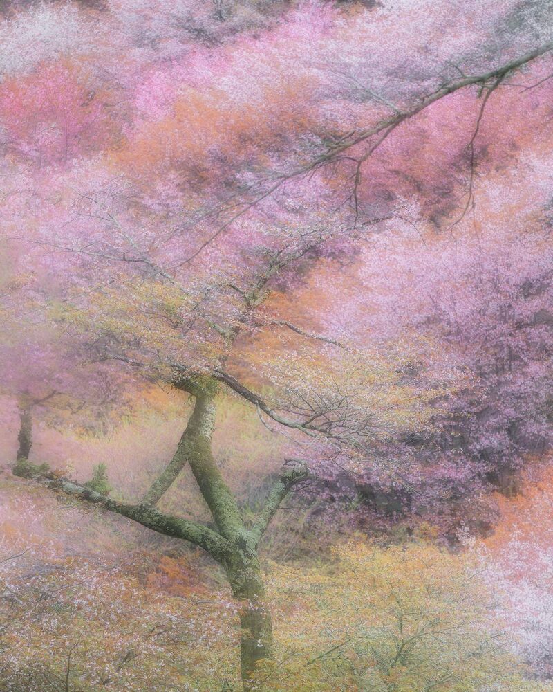 Sakura