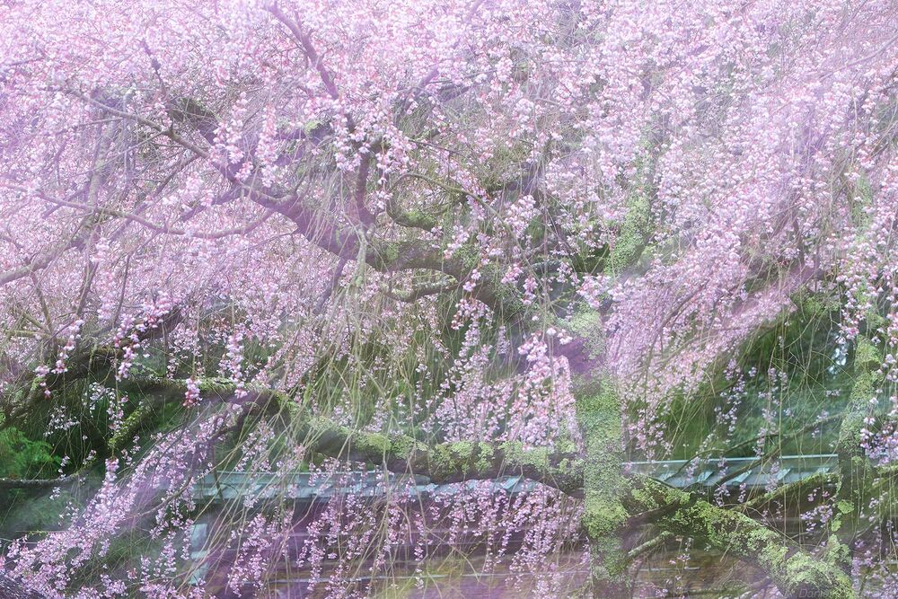 Sakura