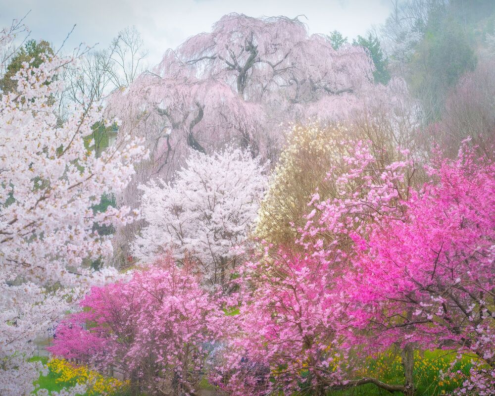 Sakura