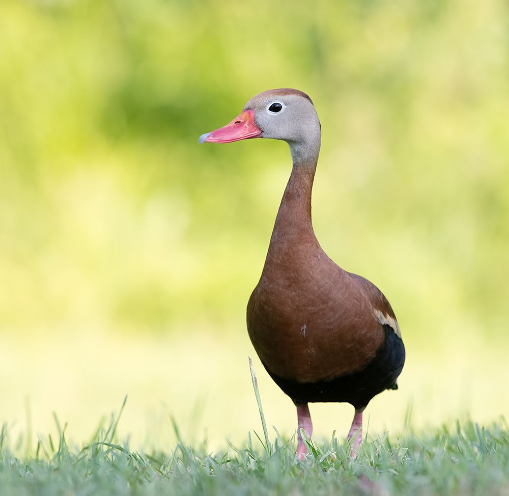 Black-Bellied Whistling Duck - Чернобрюхая свистящая утка