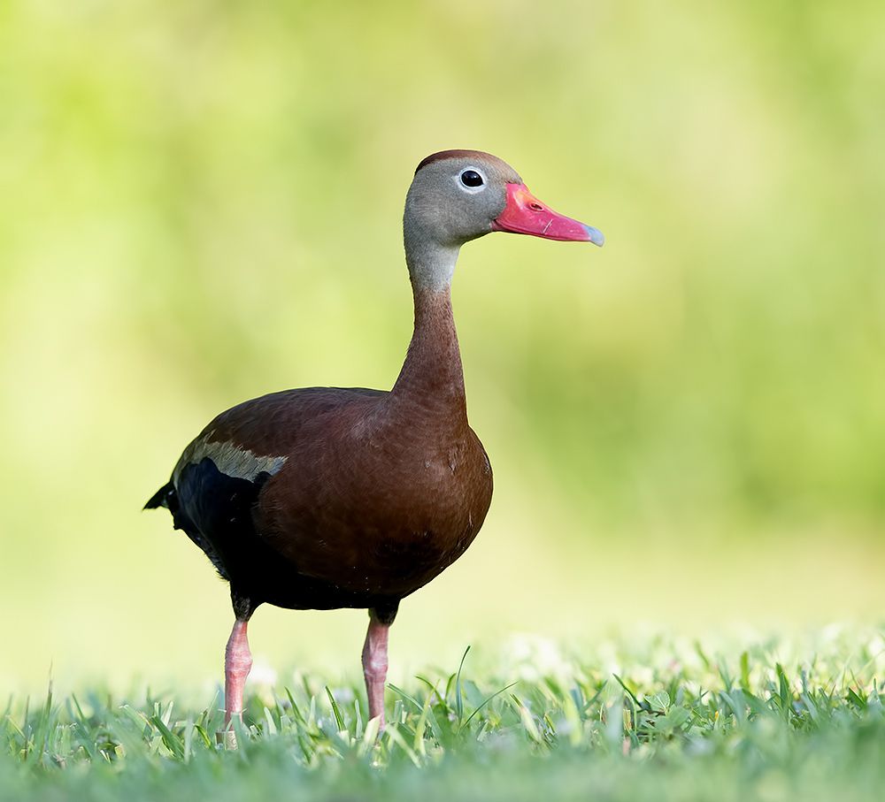 Black-Bellied Whistling Duck - Чернобрюхая свистящая утка