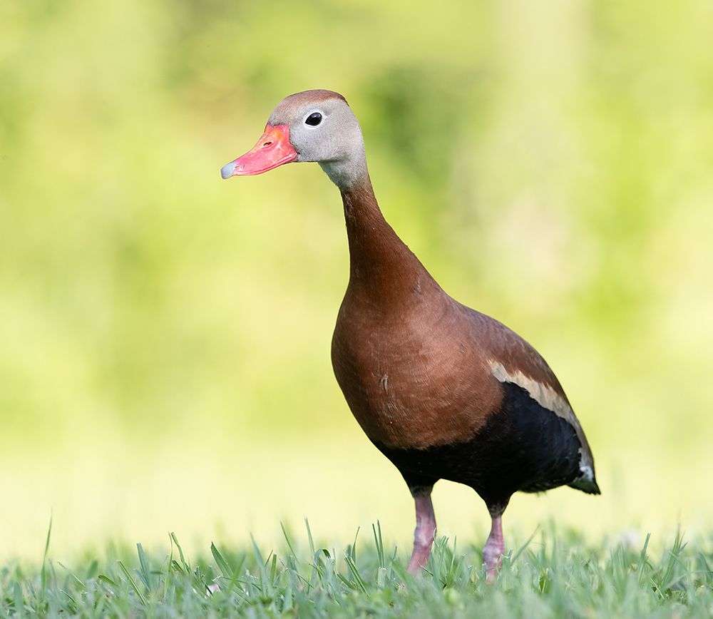 Black-Bellied Whistling Duck - Чернобрюхая свистящая утка