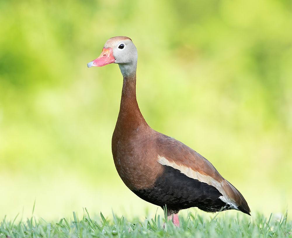 Black-Bellied Whistling Duck - Чернобрюхая свистящая утка