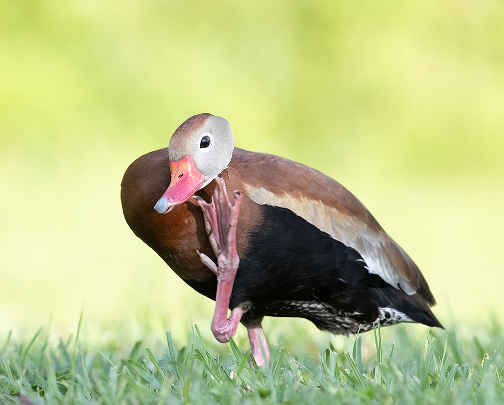 Black-Bellied Whistling Duck - Чернобрюхая свистящая утка