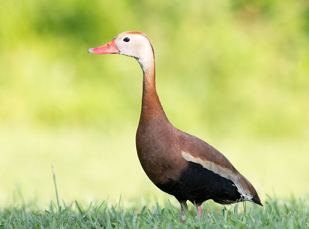 Black-Bellied Whistling Duck - Чернобрюхая свистящая утка