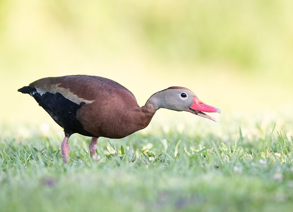 Black-Bellied Whistling Duck - Чернобрюхая свистящая утка