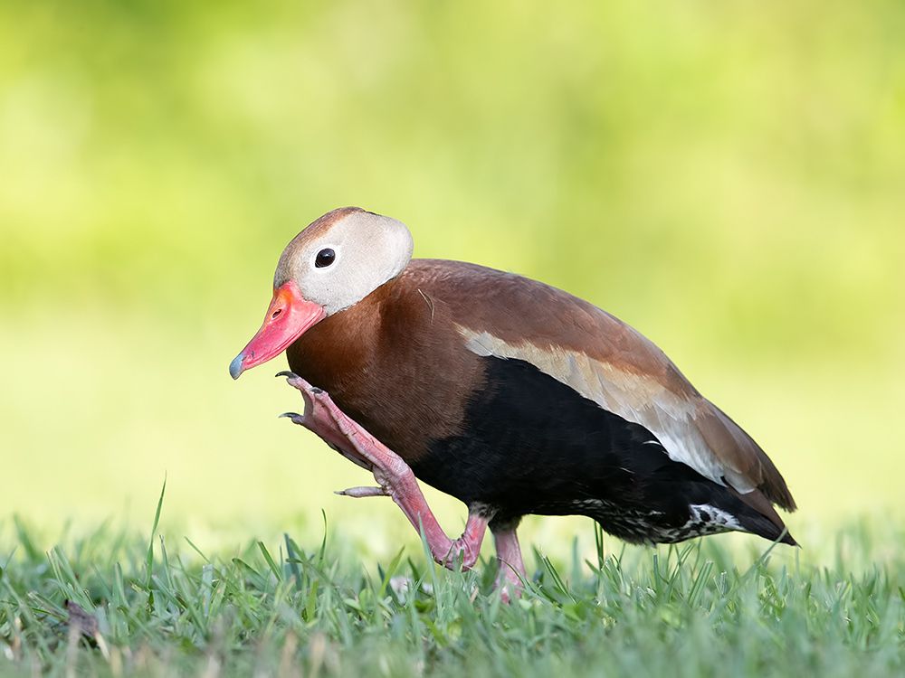 Black-Bellied Whistling Duck - Чернобрюхая свистящая утка