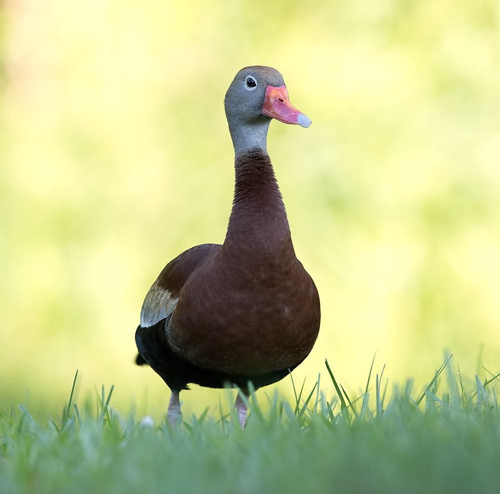 Black-Bellied Whistling Duck - Чернобрюхая свистящая утка