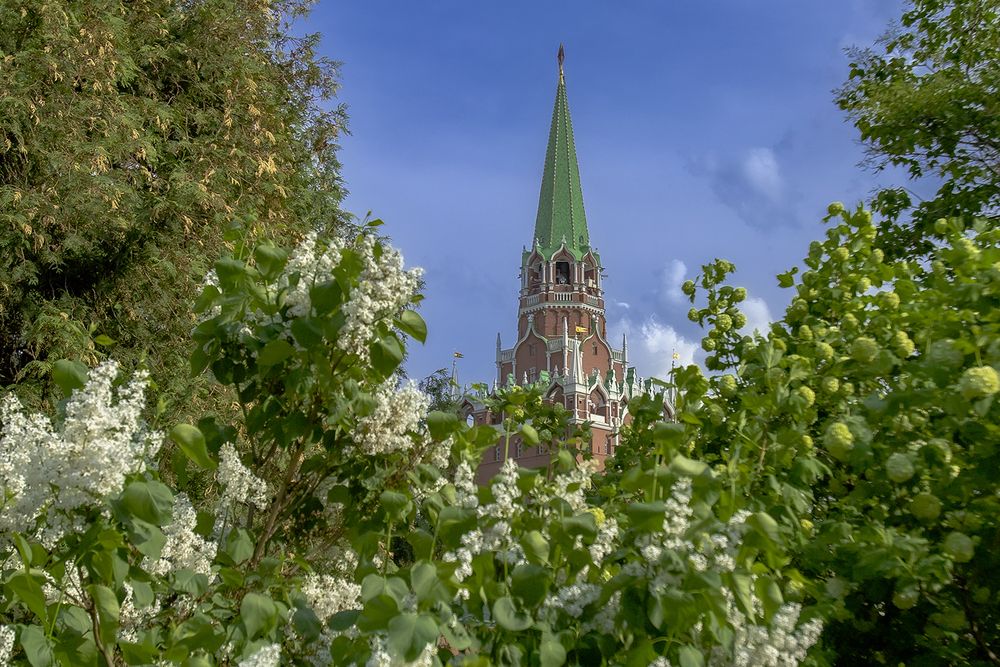 Жара, тюльпаны и сирень)