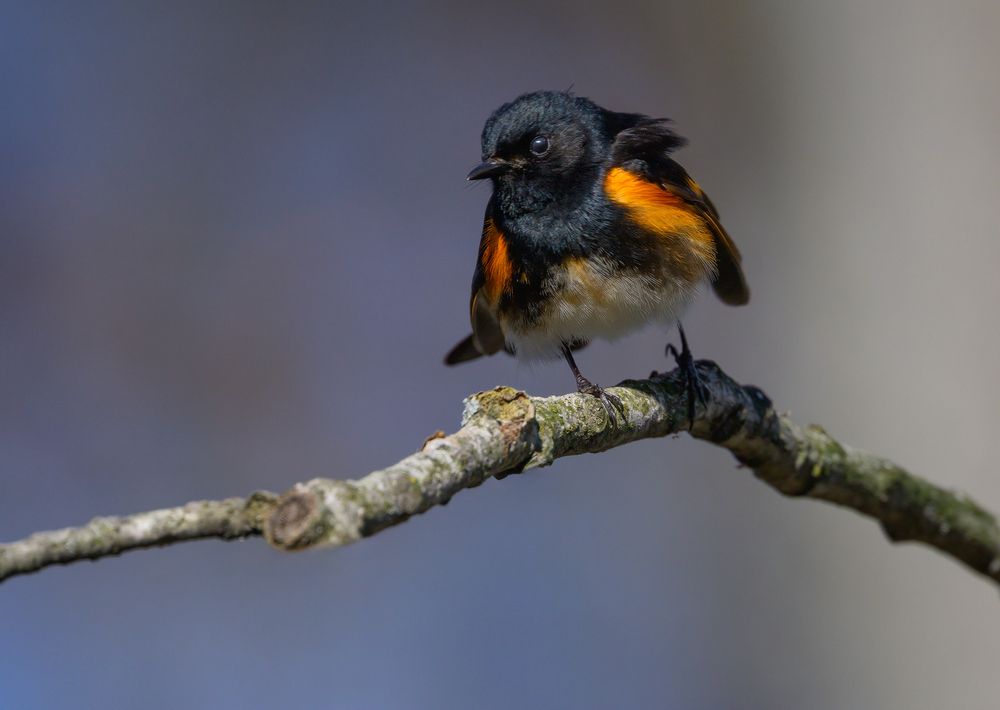 American Redstart