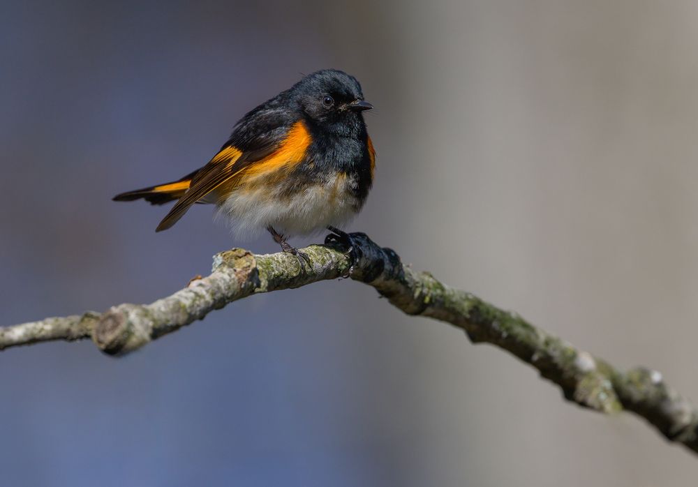 American Redstart