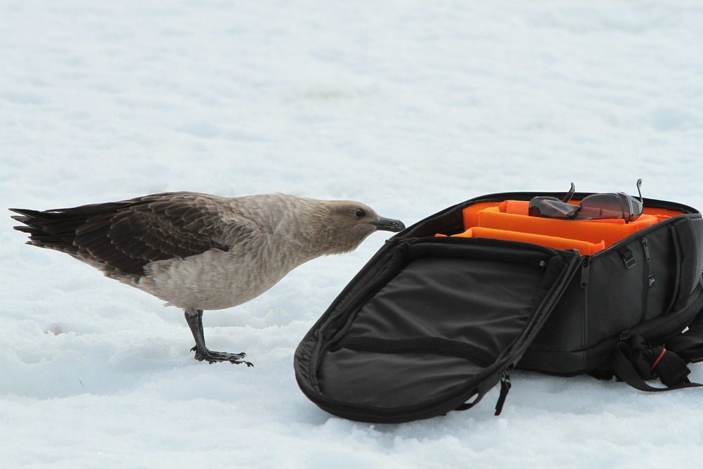Seal Weddell (Leptonychotes weddellii) on the ice