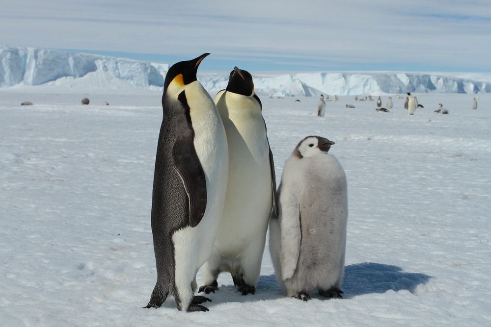 Seal Weddell (Leptonychotes weddellii) on the ice