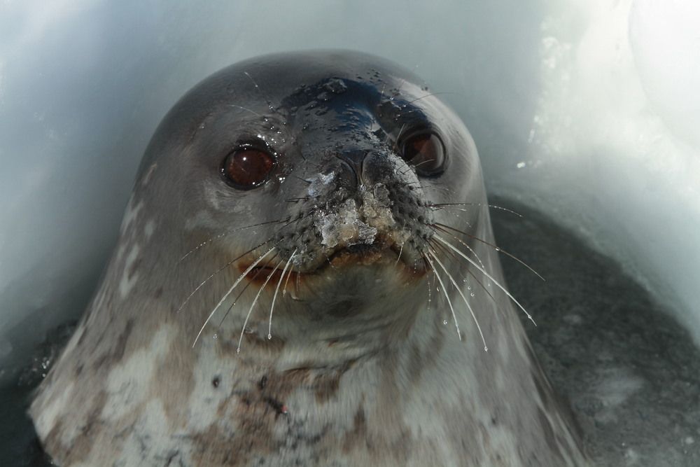 Seal Weddell (Leptonychotes weddellii) on the ice