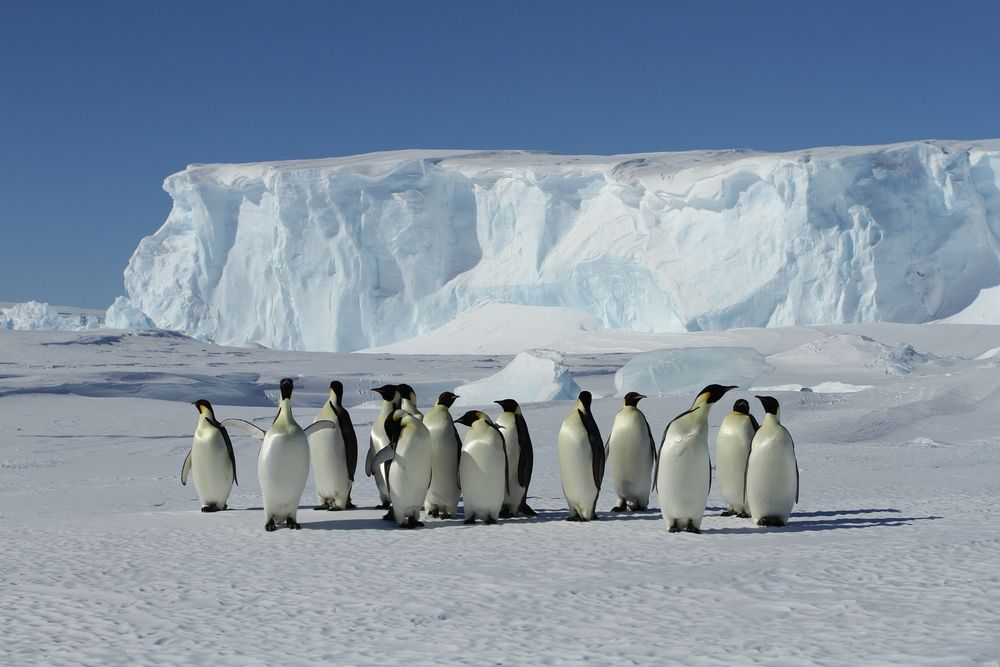 Seal Weddell (Leptonychotes weddellii) on the ice