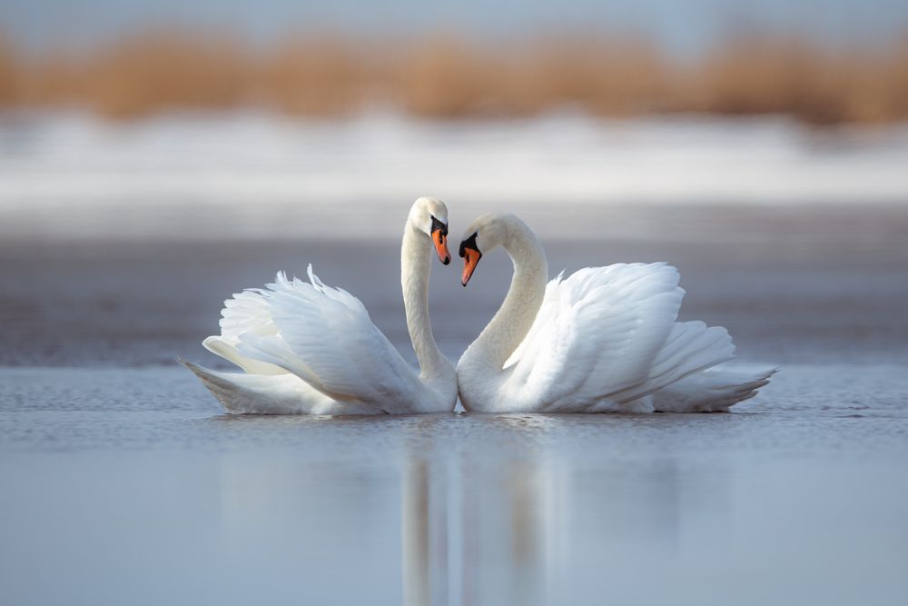 Танец любви // The dance of love