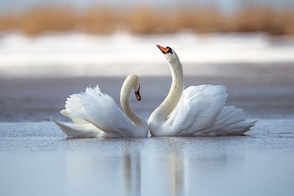 Танец любви // The dance of love