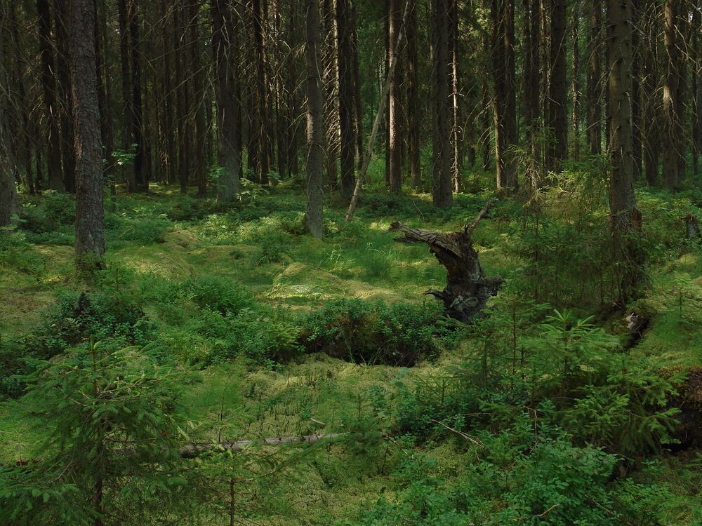 Photo 29945631