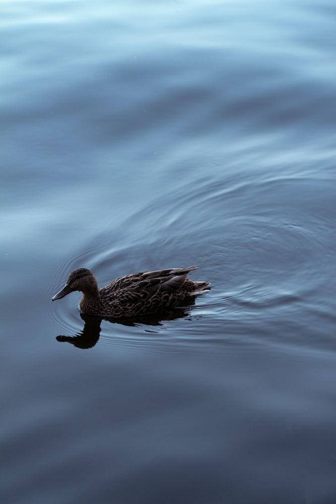 Photo 29946477