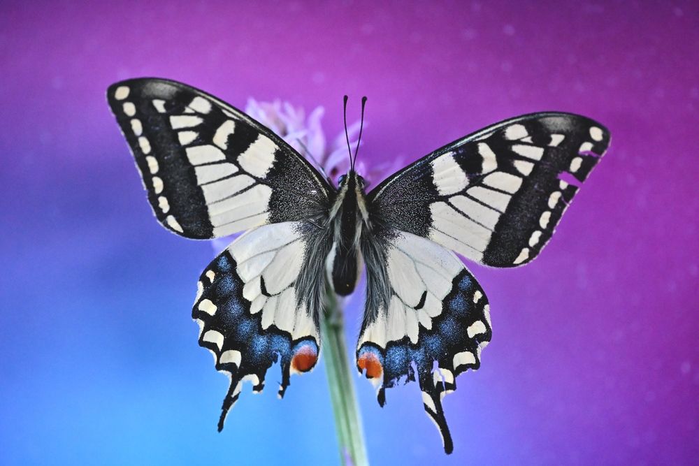 Magic Butterfly