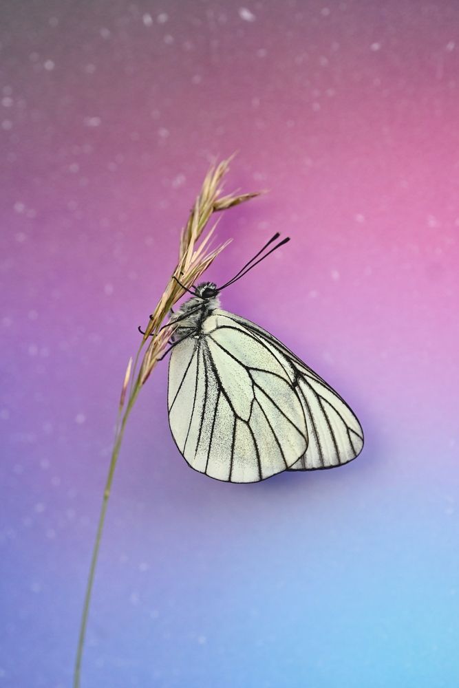 Magic Butterfly