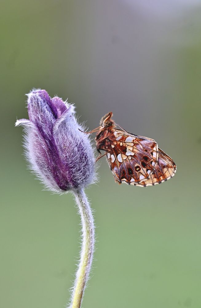 Magic Butterfly