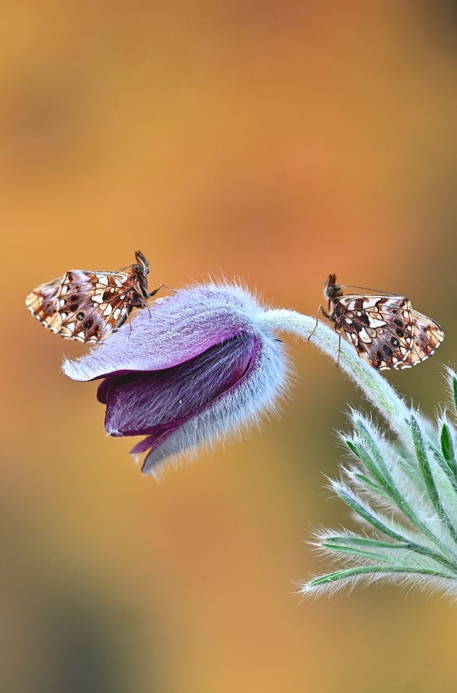 Magic Butterfly