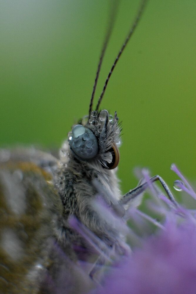 Magic Butterfly
