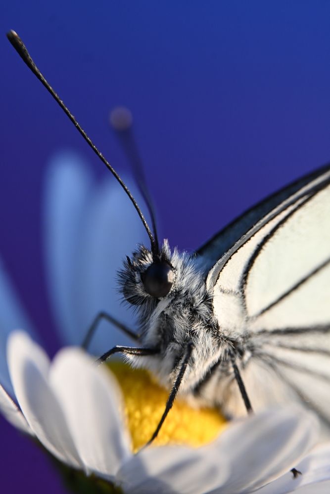 Magic Butterfly