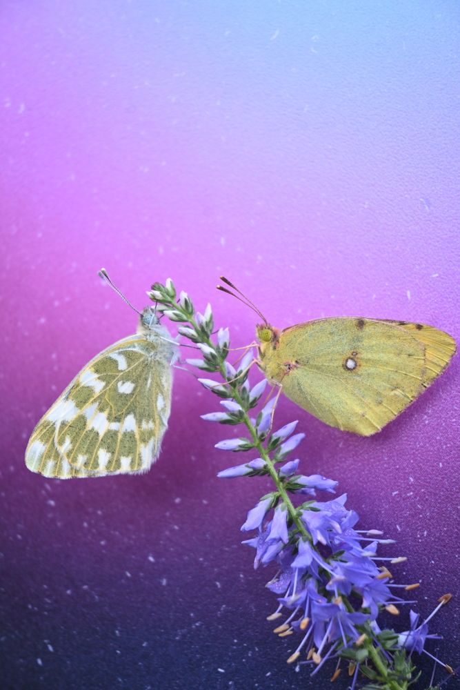 Magic Butterfly