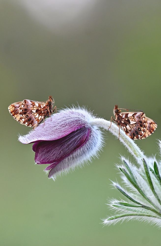 Magic Butterfly