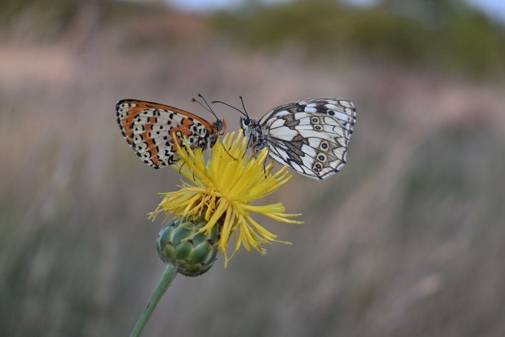 Magic Butterfly