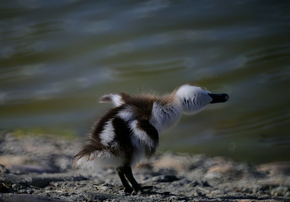 Photo 29946679