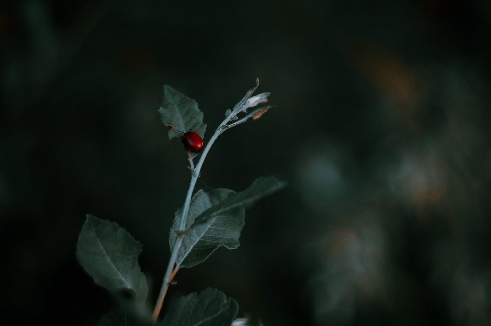 Photo 29946826