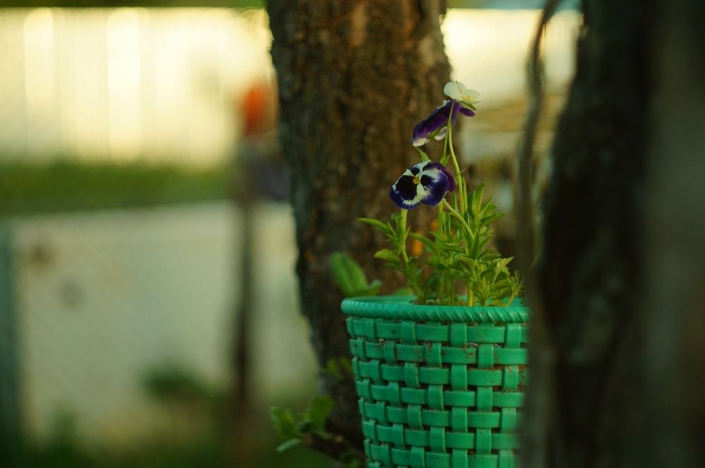 Photo 29946827