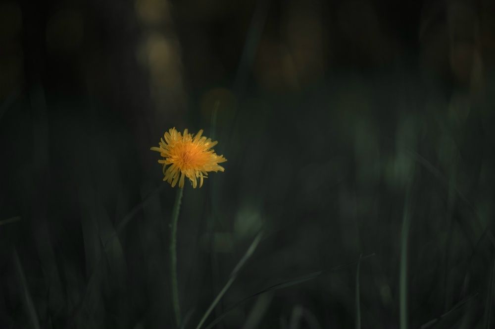 Photo 29946830