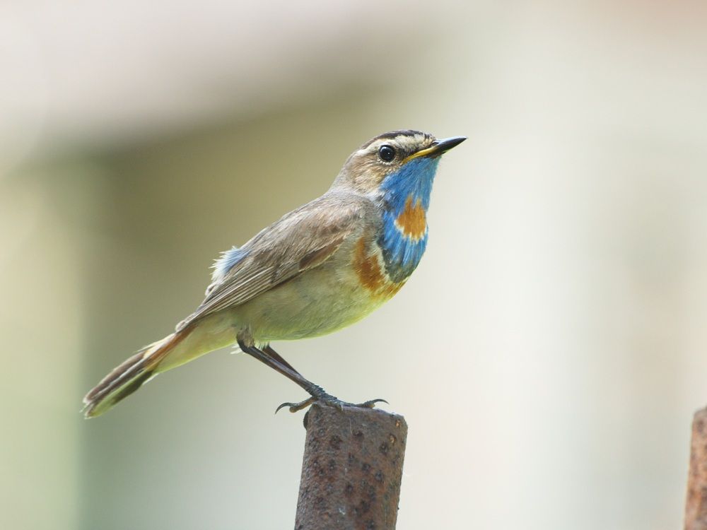 Photo 29947064