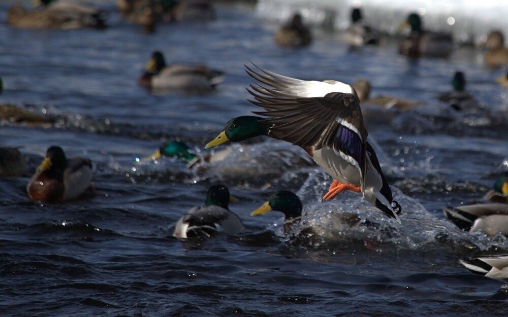 Photo 29947066