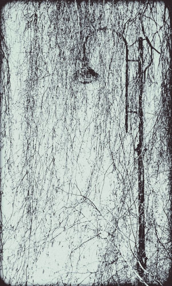 Photo 29947068